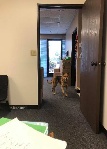 老板要求带狗上班，网友担心它来会不适应，结果笑翻了!