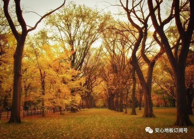 自然與神思合奏團(tuán) 相思海_名禾地板和大自然地板_大自然相思木地板