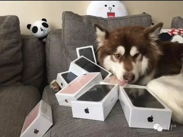 王思聪为爱犬买8台iPhone7 网友感慨“人不如狗”