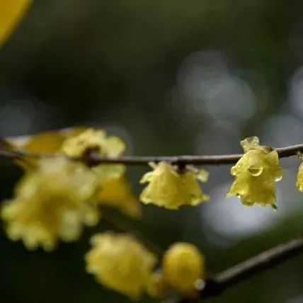 歌唱家黄英携廖昌永做客干眼茶馆