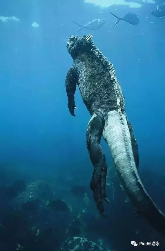 唯一一种会在海洋里游泳的蜥蜴, 海鬣蜥