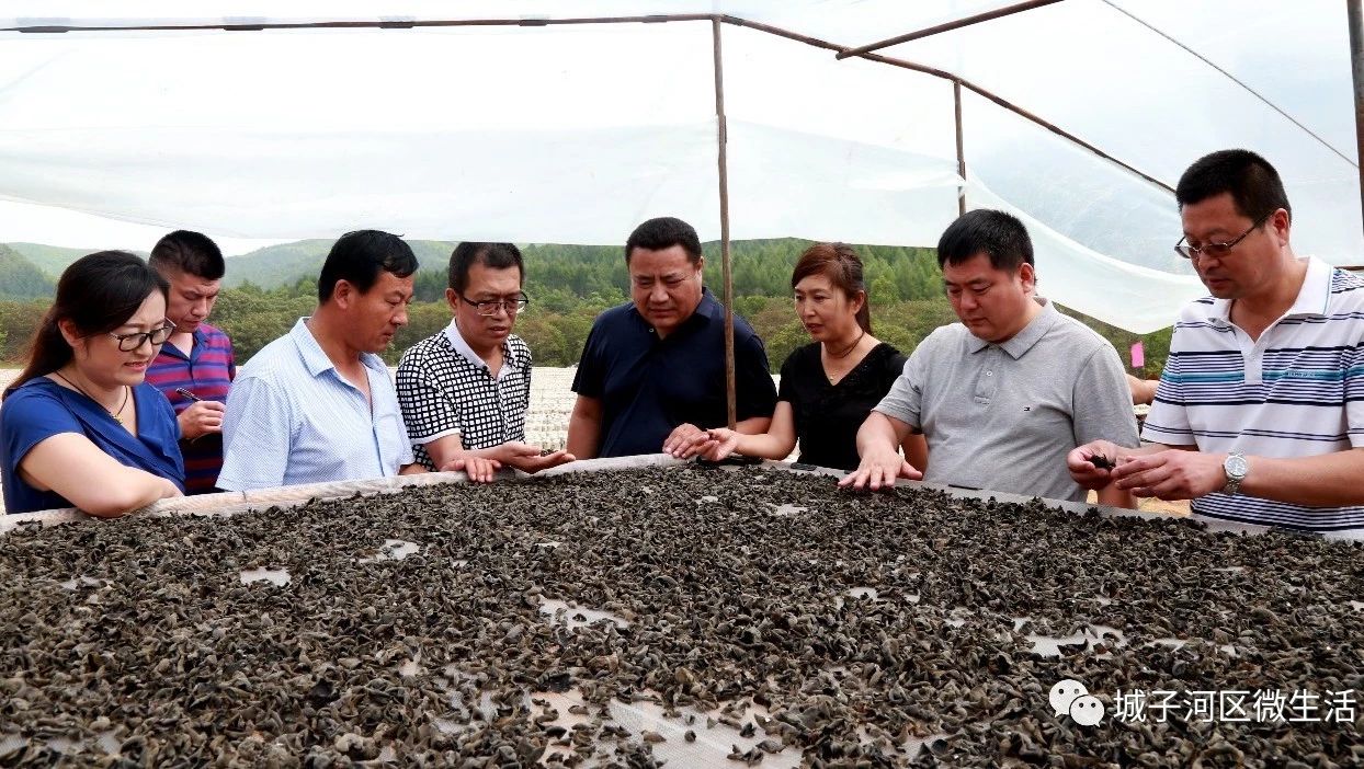 城子河区微生活|区委书记张远民调研城建和长青乡产业项目工作