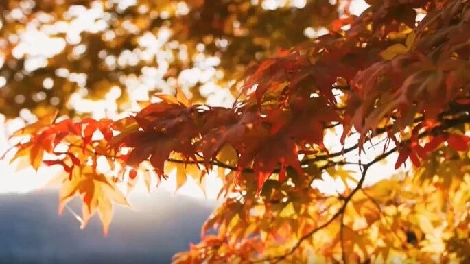 秋色静美！愿我所念之人平安顺意！