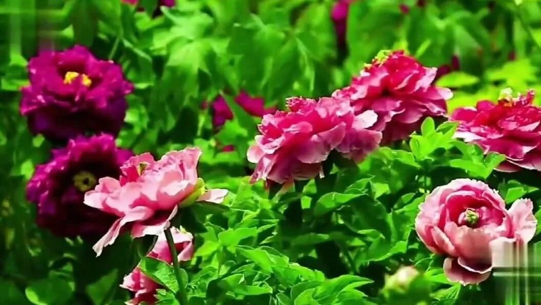 收录于合集⭐美丽的星期三，祝您心情愉快！