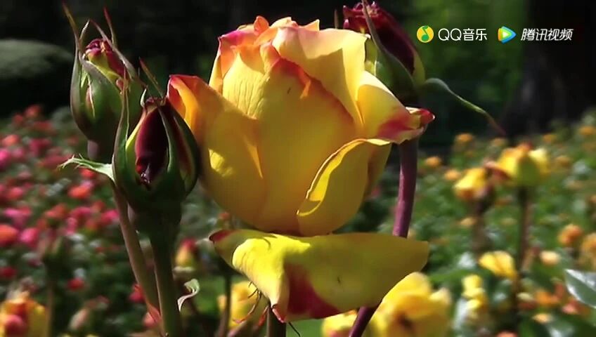 小提琴曲《心中的玫瑰》⭐早安 心语