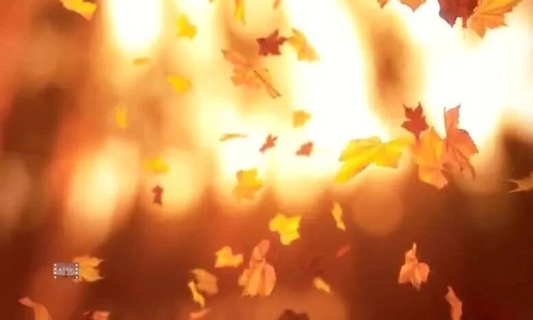 《秋天，叶子来到我们家》⭐早安 心语