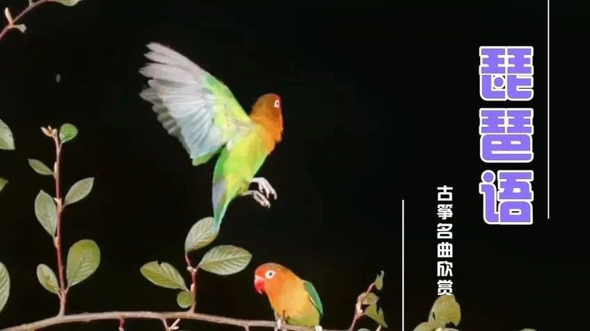 《琵琶语》⭐早安 心语