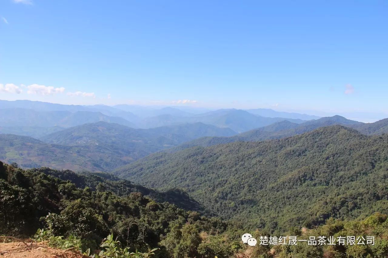 新八大茶山(布朗山)