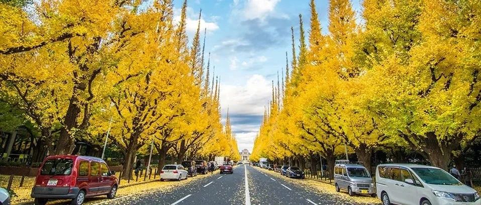 2020年全日本红叶、银杏前线出炉！相约见证一个灿烂的秋季