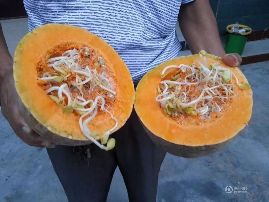 天下事儿丨①“怀孕”南瓜肚里长满芽 ②女孩大学通知书失踪 竟被同学家长捡走后撕毁③江西86岁老奶奶网上卖鸭蛋月入十几万-怀孕期