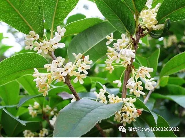 银桂 四季桂:一年之内花开数次,一般秋季一次开花繁密,花呈黄白色或