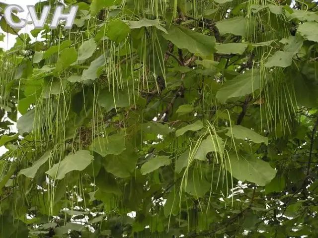 别名:鱼尾草,毒鱼藤,土蒙花,羊白婆,五霸蔷,鱼藤草,毛鱼藤.