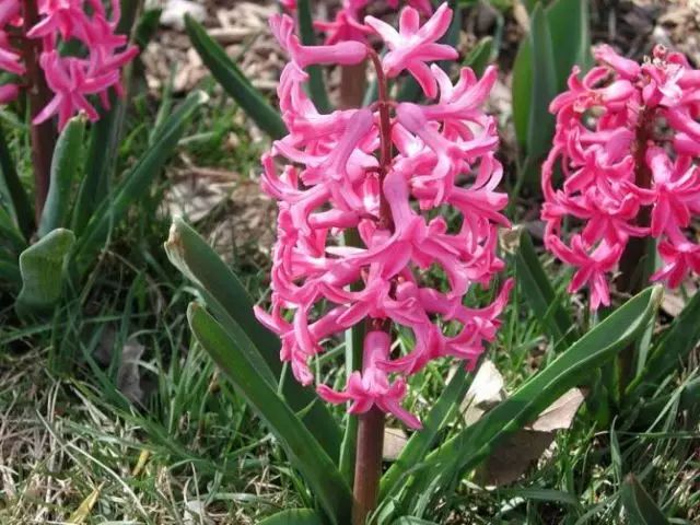 32 藜芦 藜芦是百合科藜芦属多年生草本植物.