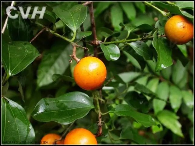 雷公藤 雷公藤是卫矛科雷公藤属植物.