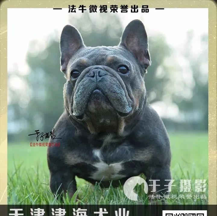 法牛微视 至尊铭血 天津津海犬业 蓝月亮 Blue Moon 世界蓝包金铭血的缔造者 法牛微视 微信公众号文章阅读