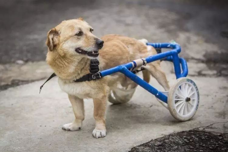 在这家医院,所有残疾狗狗都有一个专属轮椅!