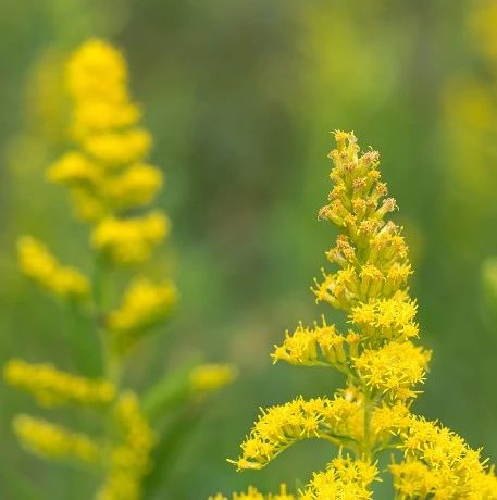 莲兮花说 9月21日生日花及花语 莲兮国艺雅室 微信公众号文章阅读 Wemp