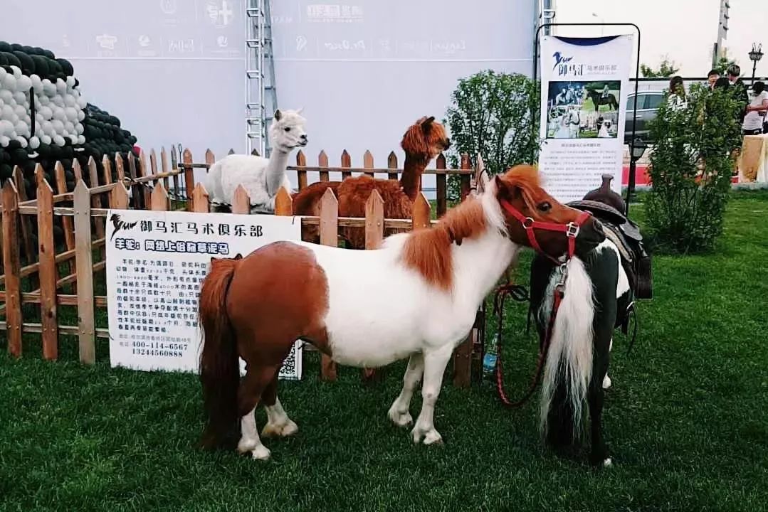 矮马  