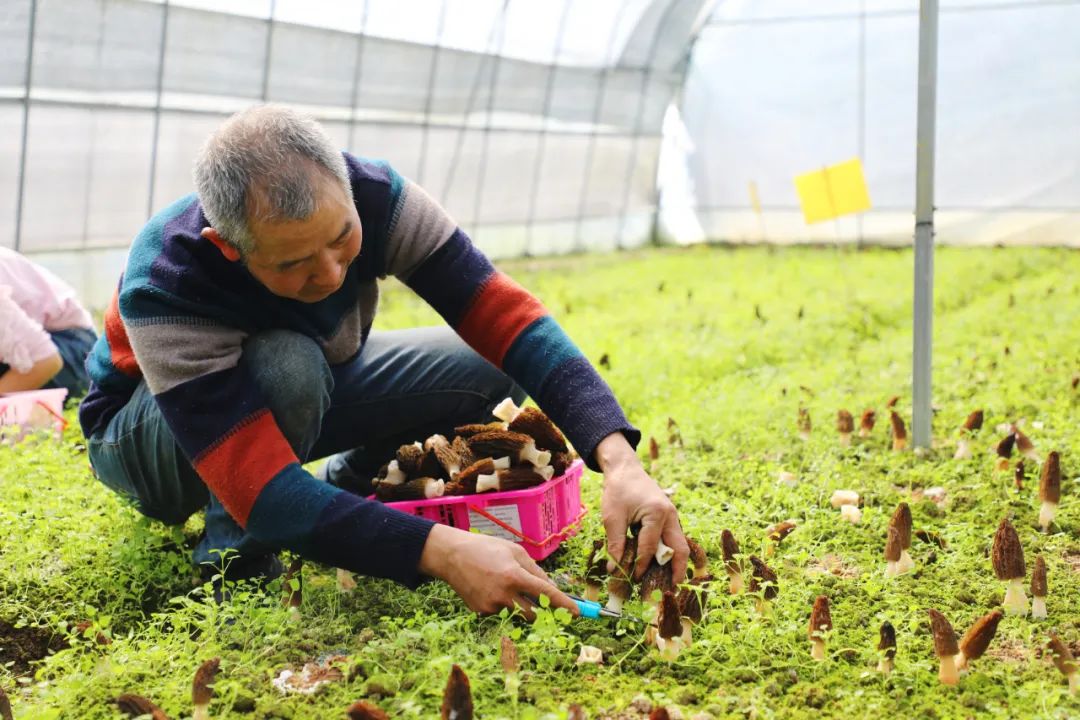 开阳县冯三镇四坪村羊肚菌种植基地迎来首季丰收