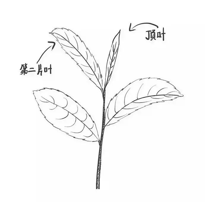 广西优质茶叶交流组