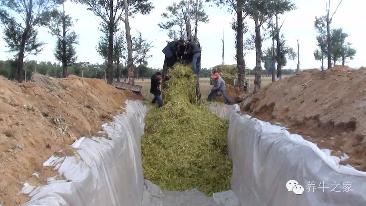 (5)半干青贮草(或者黄贮)