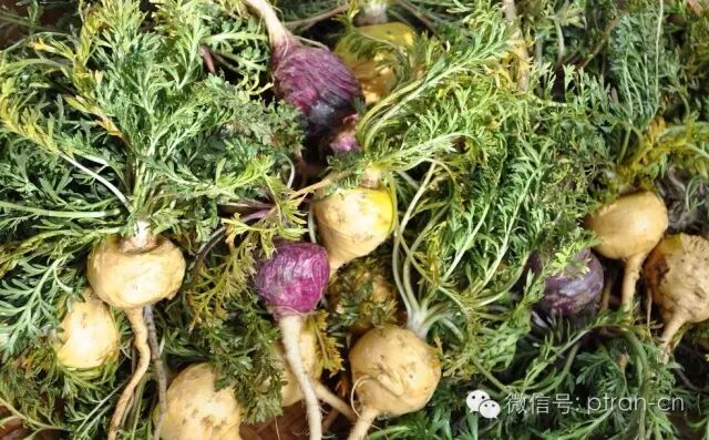 玛卡宝典（又称马卡、玛咖，秘鲁人参，植物伟哥）