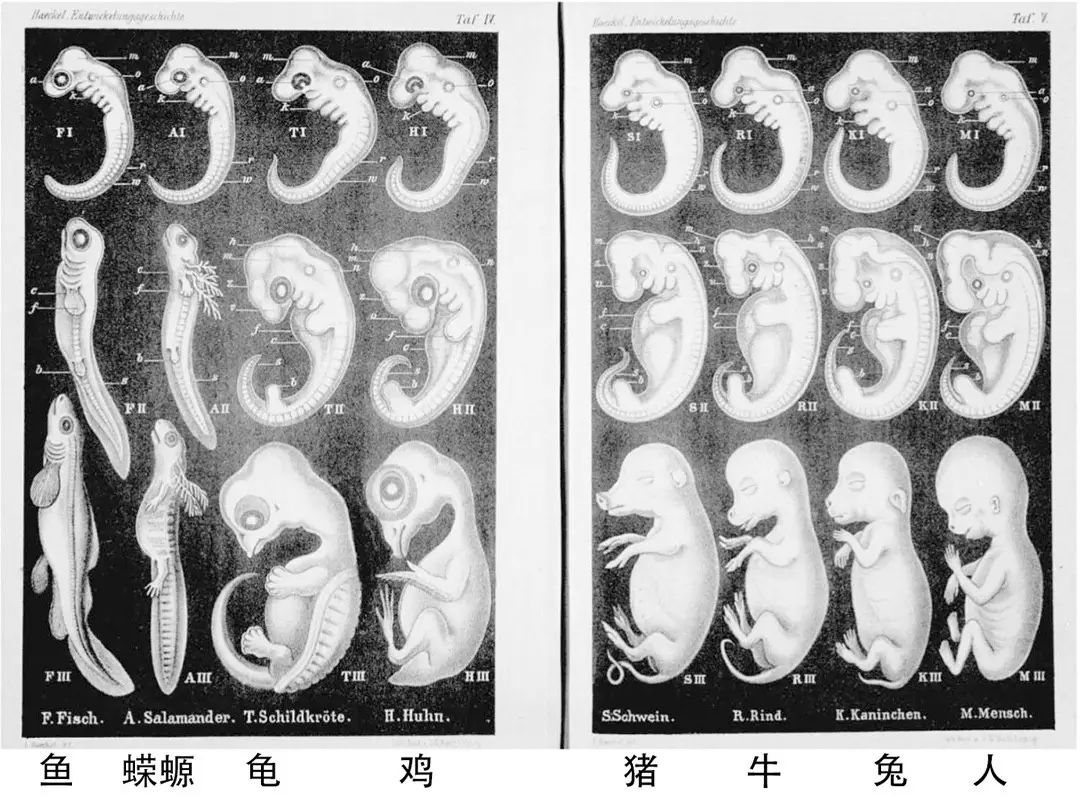 画了一幅很有名的胚胎发育图,是八种脊椎动物胚胎发育的三个阶段