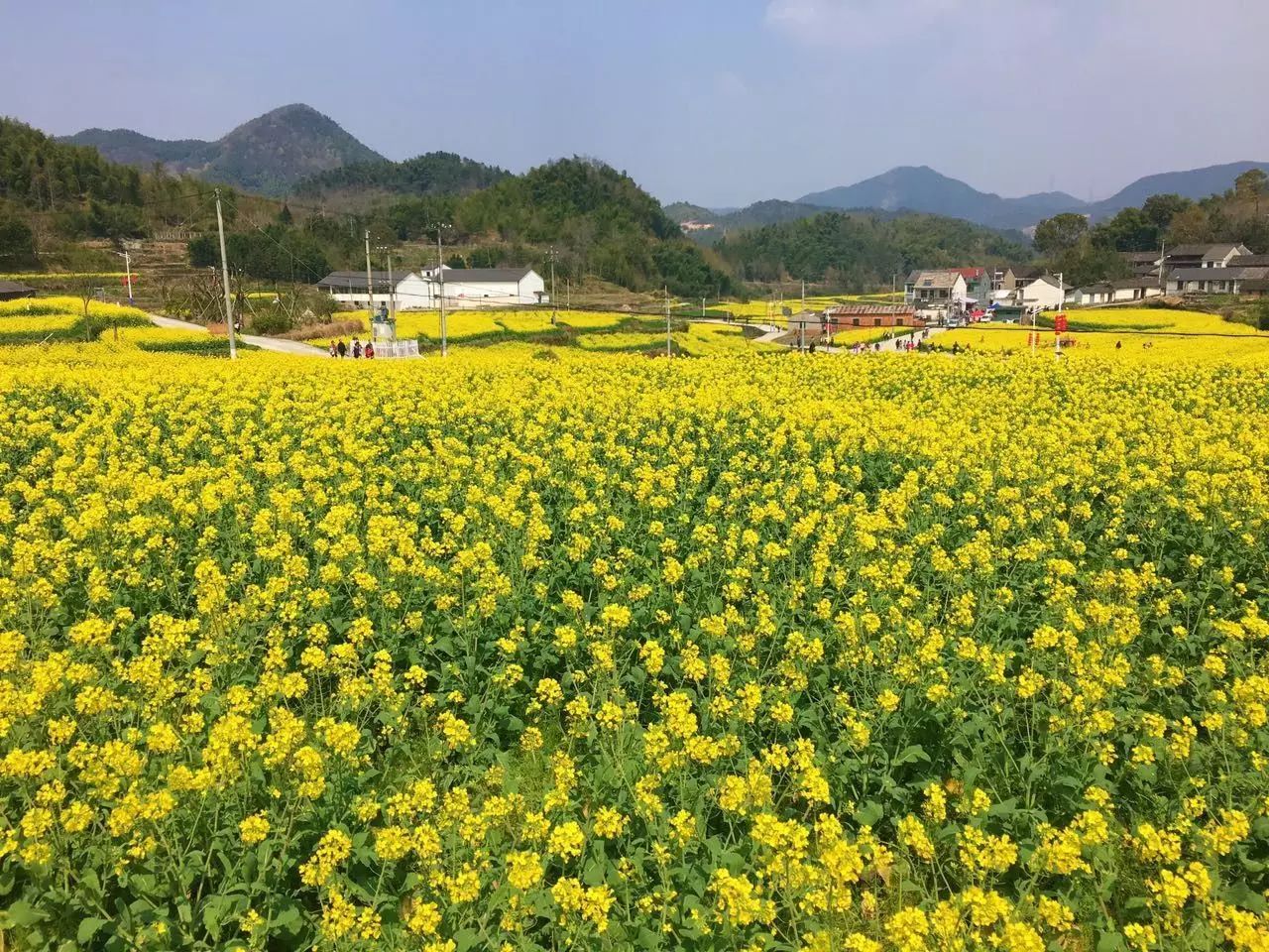 (图为大堰油菜花田)