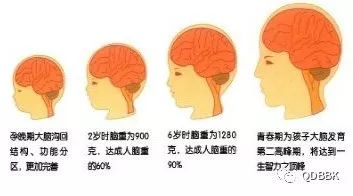 2岁达到成人脑重量的60%,是 大脑发育最快的时期.