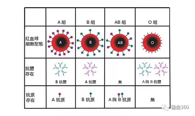 首页 新闻资讯  a型血红细胞上有a型凝集原,血浆中有抗b凝集素;b型血