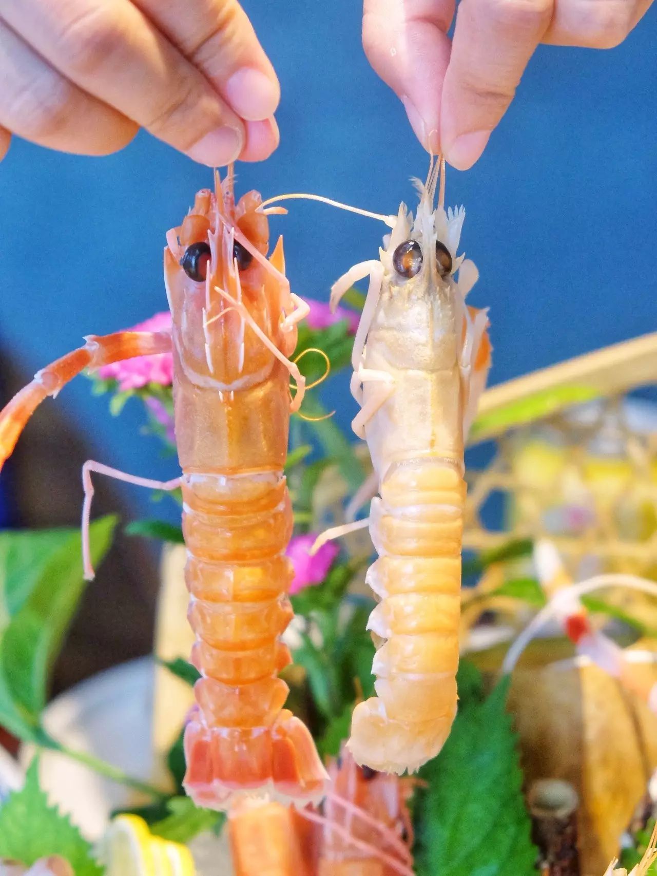 左是莫桑比克鳌虾,右是爱尔兰鳌虾