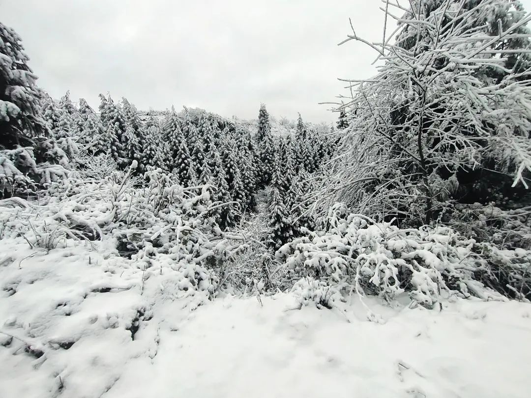 南方人的稀奇宜宾雪景赏不停