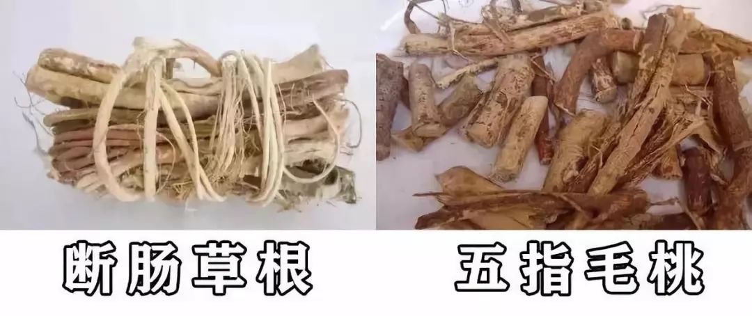 五指毛桃,白花吊槟榔,也仍需小心谨慎,注意鉴别食材中是否含有断肠草