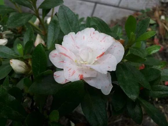 其中五宝绿珠花中有一小花,呈台阁状,是杜鹃花中重瓣程度最高的一种.