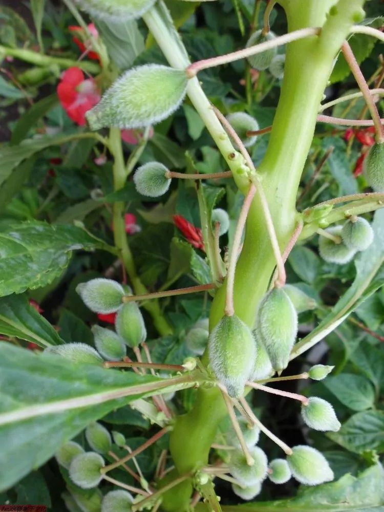特点:凤仙花形似蝴蝶,花色有粉红,大红,紫,白黄,洒金等,善变异.