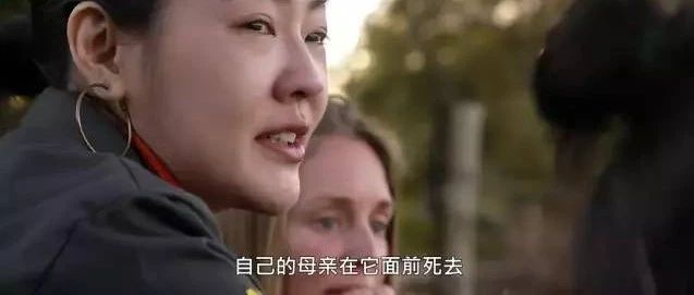 小S和阿雅探访“大象孤儿院”,遇残忍盗猎流泪!中国48%的人不知道买卖象牙违法