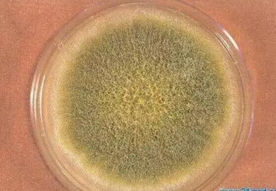 生活中的致癌物数它最“黄”