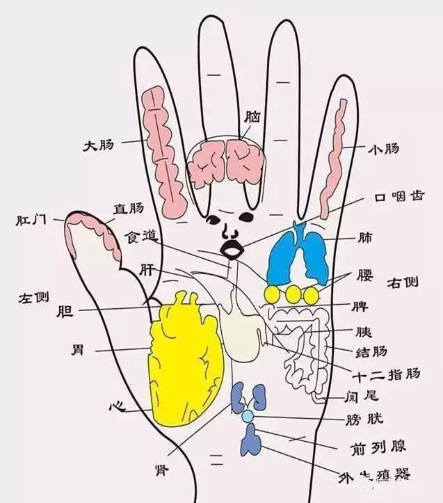 手部经络分布图