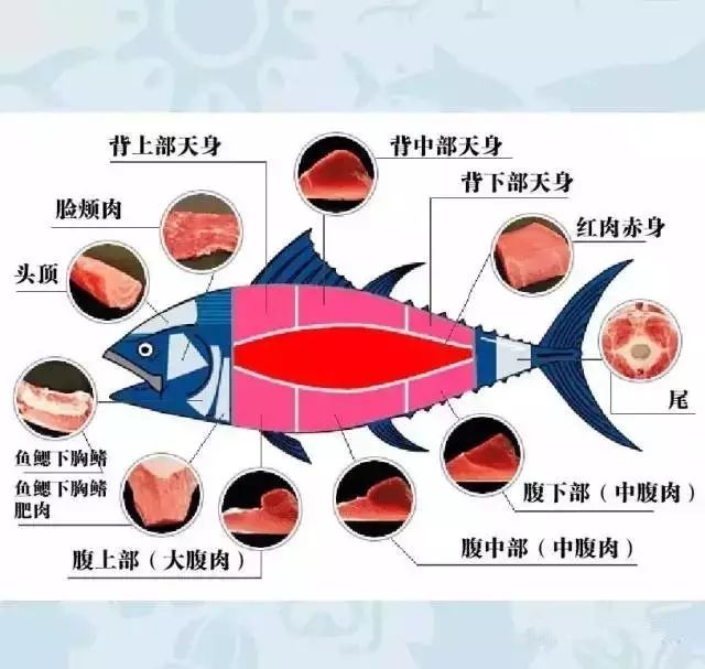 虽说那昂贵的蓝鳍金枪鱼大腹我们不一定品尝的到,不过金枪鱼生鱼片