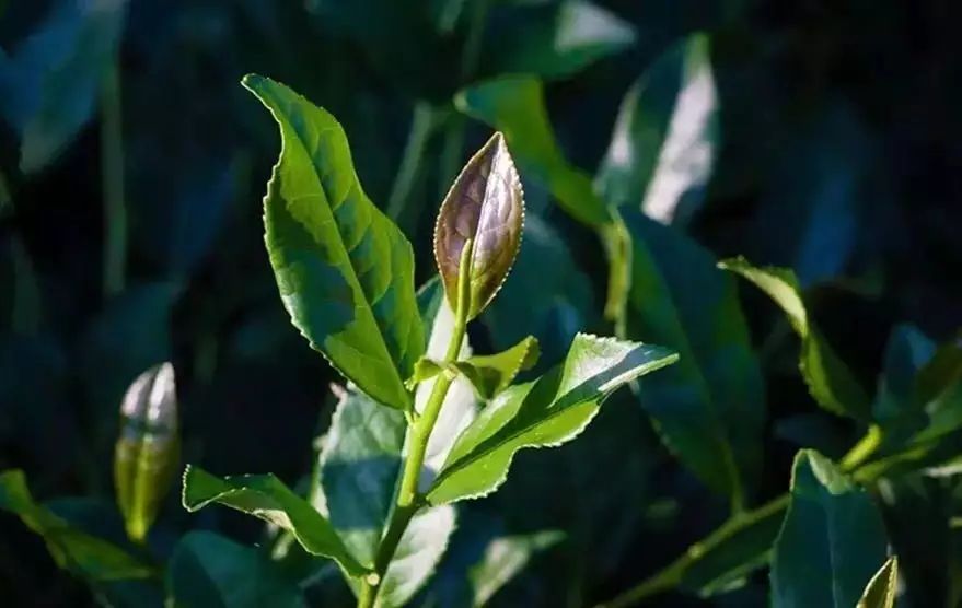 铁观音茶叶,是春茶好,还是秋茶好呢?