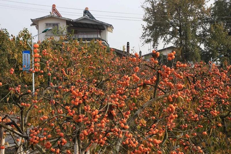 回顾一场说走就走的柿子节狂欢 | 广西阳朔,恭城柿子节第二期召集中