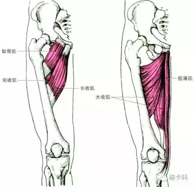 松解挛缩的股内侧肌,激活股外侧肌