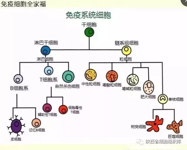 免疫细胞存储