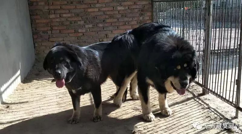 配种 | 杨子爱獒舍母獒&ldquo;乖乖&rdquo;喜配河曲藏獒保育中心&ldquo;古董&rdquo;