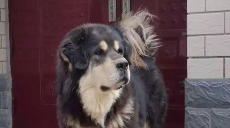 兰州杨子爱獒舍&mdash;&mdash;2017藏獒配种季推荐犬舍