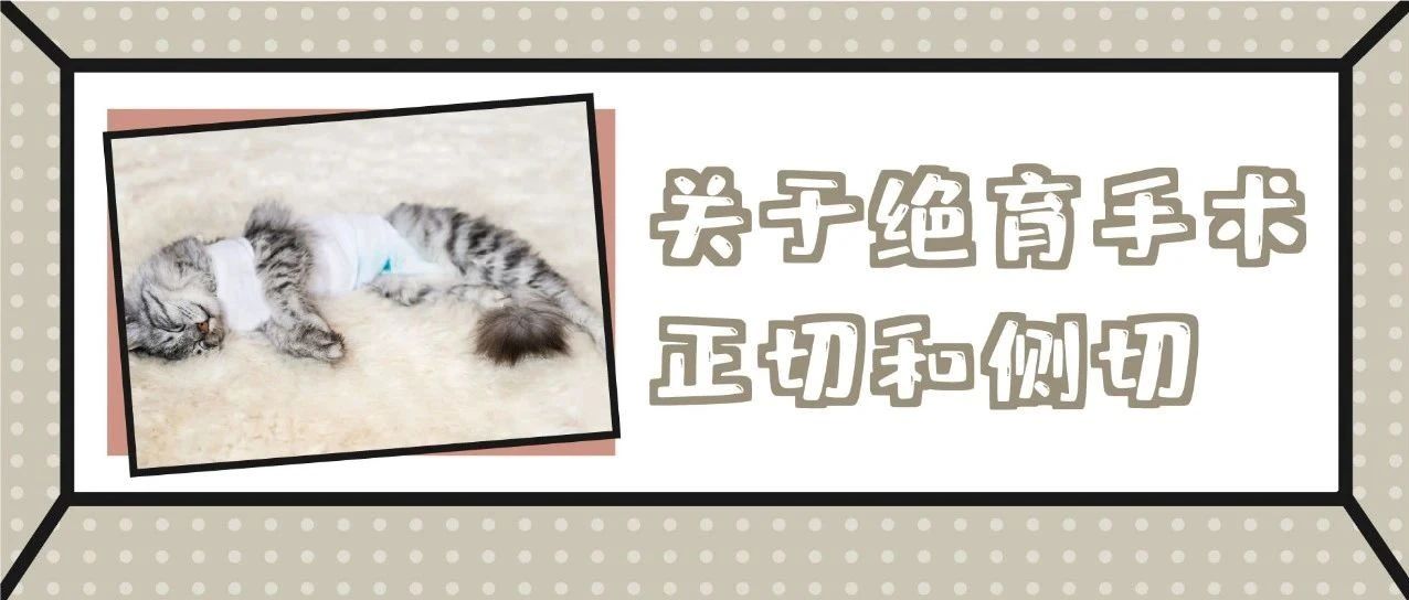 母猫绝育手术 到底是正切好 还是侧切好 猫研所 二十次幂