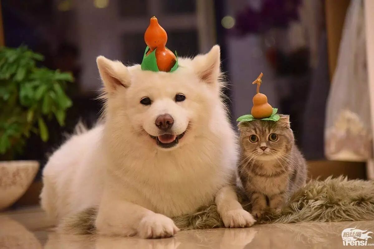 妞妞怀孕上热搜?还记得王思聪的王可可与韩寒家的小马达并列的雪橇三傻网红贵族吗?-怀孕期