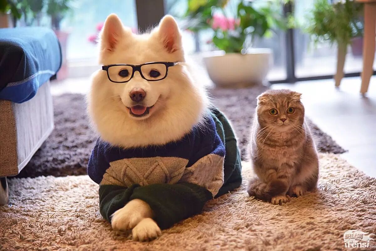 妞妞怀孕上热搜?还记得王思聪的王可可与韩寒家的小马达并列的雪橇三傻网红贵族吗?-怀孕期