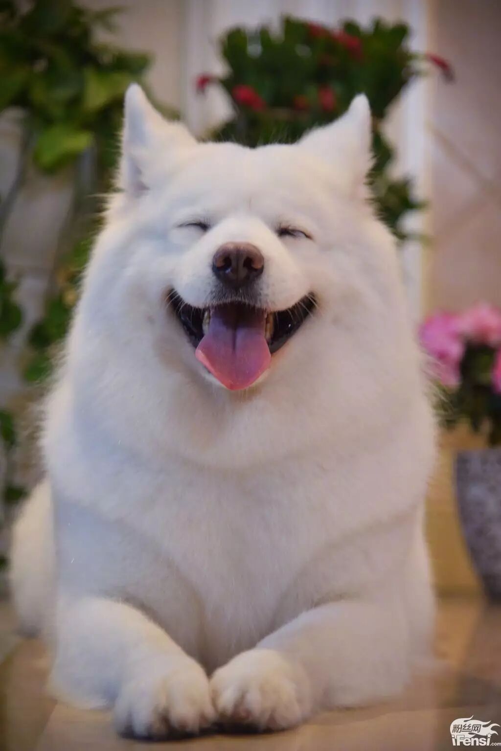 妞妞怀孕上热搜?还记得王思聪的王可可与韩寒家的小马达并列的雪橇三傻网红贵族吗?-怀孕期