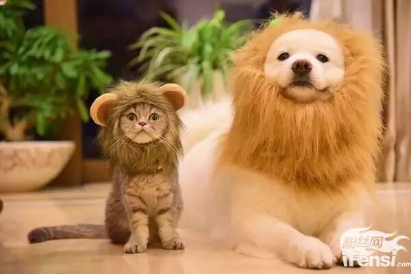 妞妞怀孕上热搜?还记得王思聪的王可可与韩寒家的小马达并列的雪橇三傻网红贵族吗?-怀孕期